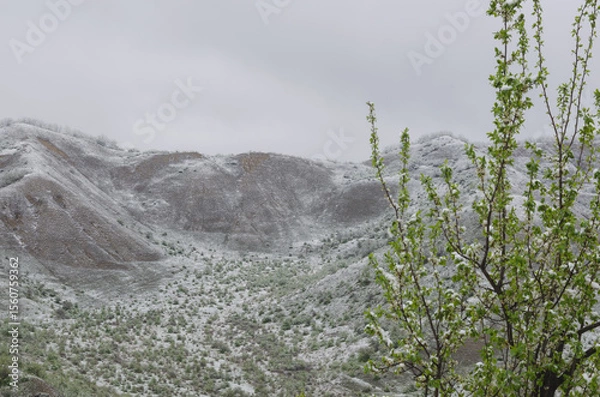 Fototapeta In the mountains, snow fell on trees with green foliage and grass