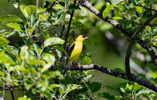 Fototapeta American Goldfinch in an Apple Tree 