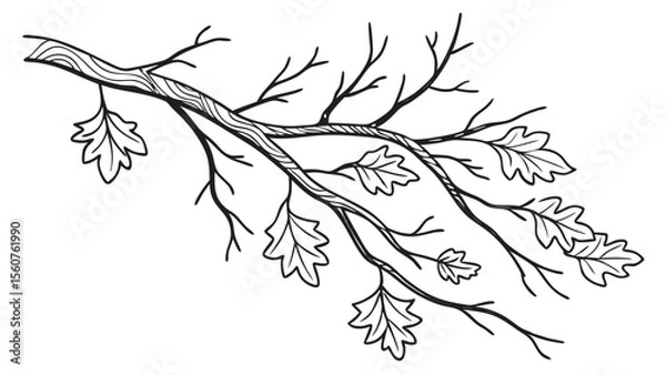 Obraz Black and white line art illustration of oak tree branch with leaves isolated on a white background.
