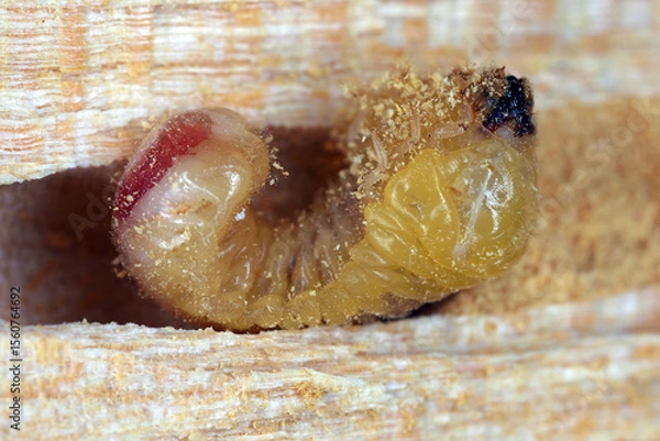 Fototapeta Larva of Auger beetle also called Horned powderpost beetle (Bostrichus capucinu) found in the wood in which it was developing.