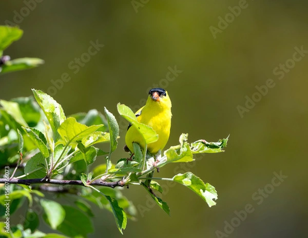Fototapeta American Goldfinch in an Apple Tree 