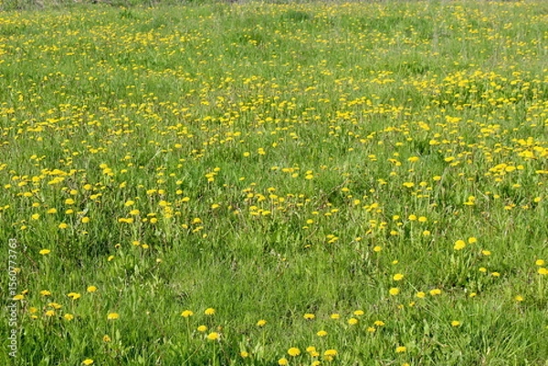 Fototapeta Spring lawn with dandelion flowers on a sunny day.	