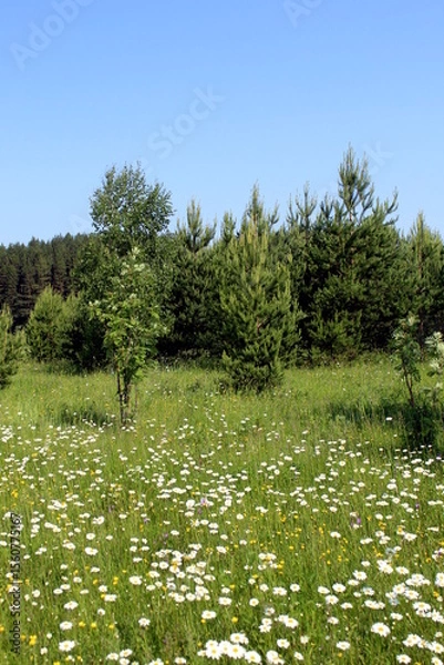Fototapeta Summer landscape of beautiful nature with clouds and trees.	