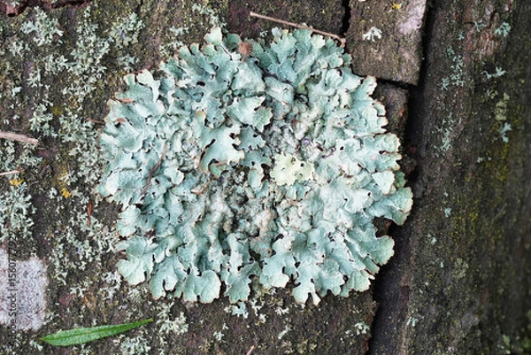 Fototapeta Closeup on a grey colored Netted Shield Lichen,  Parmelia sulcata