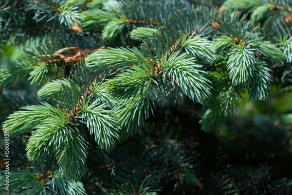 Obraz Green branches of spruce closeup. Natural background, wallpaper.