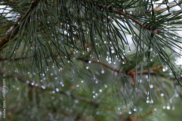 Obraz Pine branch with raindrops. Rain drops on pine needles.