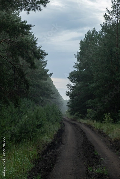 Obraz Dirt road in pine forest in early morning.