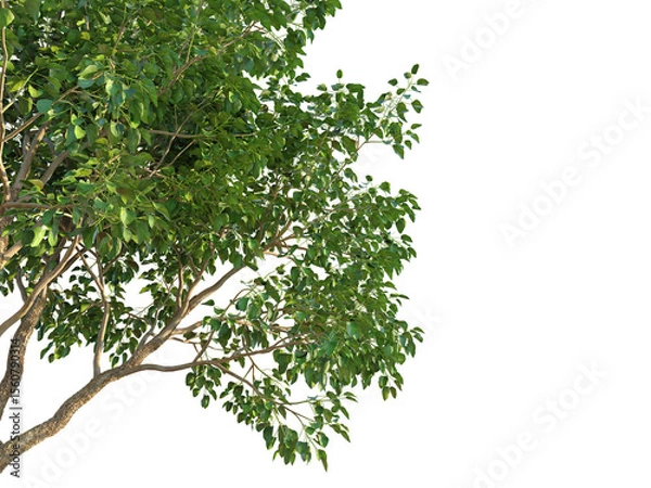Fototapeta Cordia subcordata Tree corner cutout transparent background