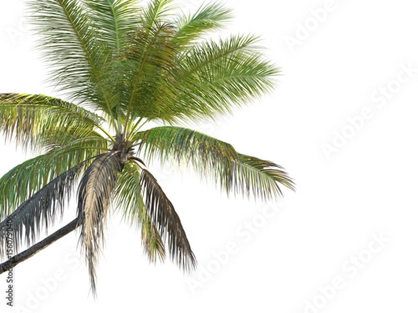 Fototapeta Cocos nucifera Tree corner cutout transparent background