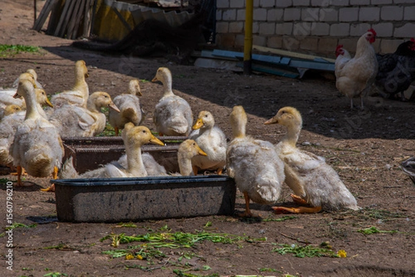 Fototapeta Yellow ducklings drinking water and resting near a water trough in a farmyard on a sunny day, with chickens wandering in the background, creating a lively rural scene