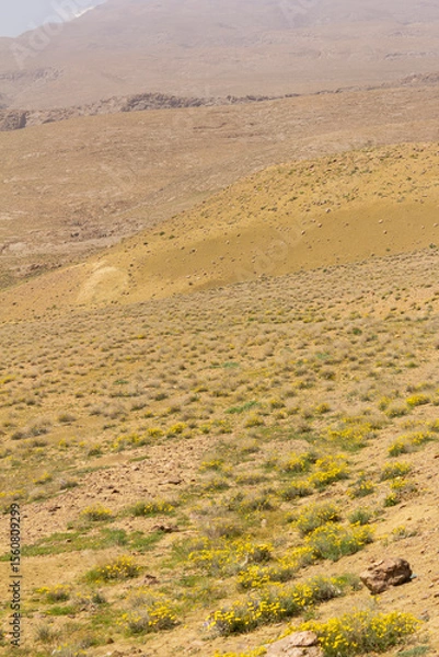 Fototapeta Rolling arid hills near Yazd, Iran, dotted with yellow wildflowers and sparse shrubs beneath a pale, hazy sky—evoking tranquil desert beauty.