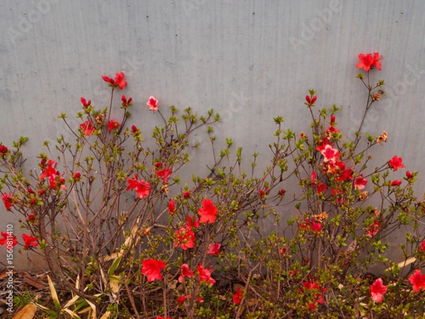 Fototapeta Vibrant red flowers growing against a textured gray wall in a simple setting