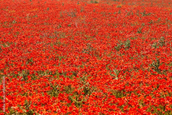 Fototapeta Expansive field abloom with vibrant red poppies under clear blue sky