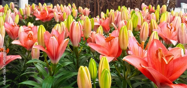 Fototapeta Vibrant field of lilies in varying shades of pink and budding green colors