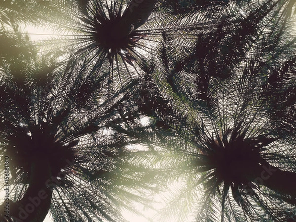 Fototapeta Looking up at silhouetted palm trees against bright sky on a sunny day