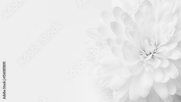 Obraz Delicate white flower with soft petals in a minimalist background