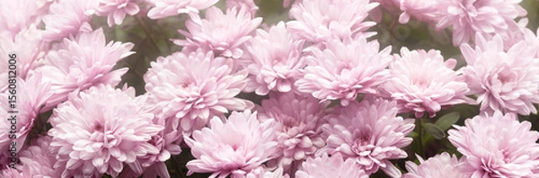 Obraz Delicate pink chrysanthemums in soft focus