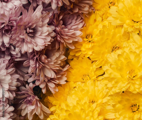 Obraz Close-up of delicate pink and yellow chrysanthemums