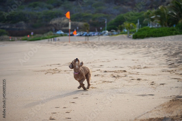 Fototapeta Labradoodle playing on sandy beach preparing to catch a frisbee, with ears flying, tongue out—capturing dynamic motion, canine agility, and pure puppy joy