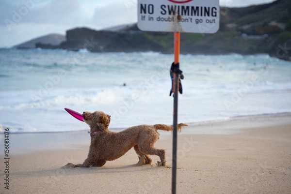Fototapeta Labradoodle playing on sandy beach clenching frisbee in mouth. Capturing animal having fun on summer day.