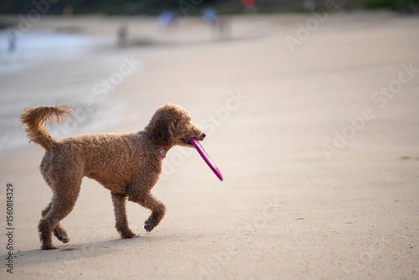 Fototapeta Labradoodle running on sandy beach to catch a frisbee, ears flying, tongue out—capturing dynamic motion, canine agility, and pure joy in a sunlit coastal scene.