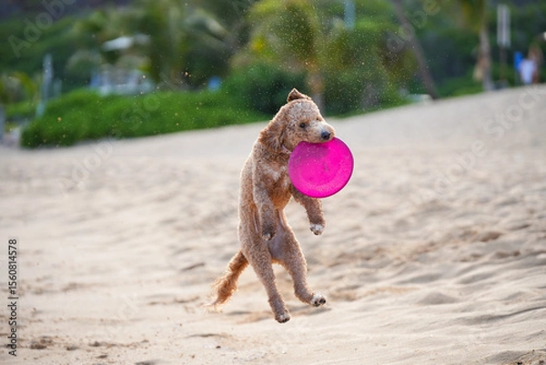 Fototapeta Labradoodle leaps midair on sandy beach to catch a frisbee, ears flying, tongue out—capturing dynamic motion, canine agility, and pure joy in a sunlit coastal scene.