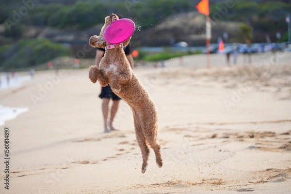 Fototapeta Labradoodle leaps midair on sandy beach to catch a frisbee, ears flying, tongue out—capturing dynamic motion, canine agility, and pure joy in a sunlit coastal scene.