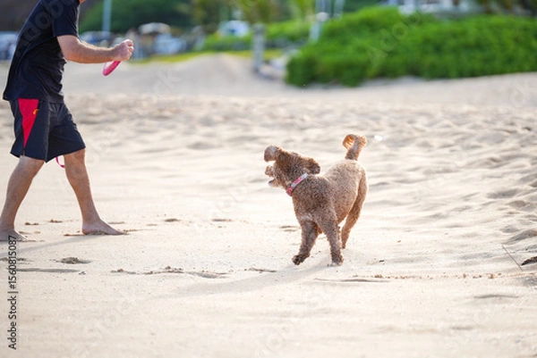 Fototapeta Labradoodle running on sandy beach to catch a frisbee, ears flying, tongue out—capturing dynamic motion, canine agility, and pure joy in a sunlit coastal scene.