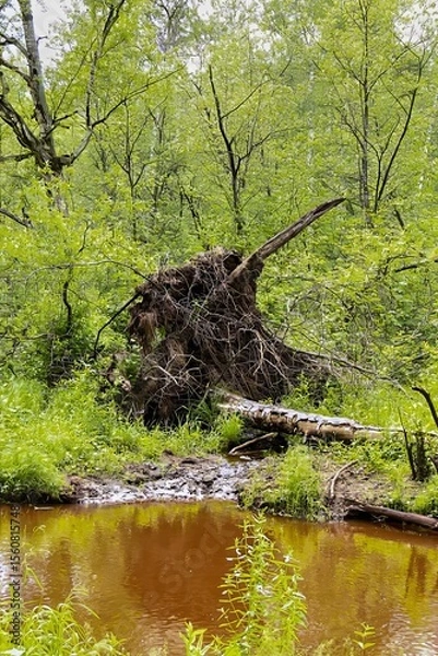 Obraz Large Tree Stump and Fallen Trunk in Summer Wetland Forest