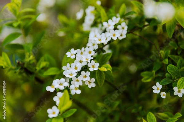Fototapeta blossoming apple tree