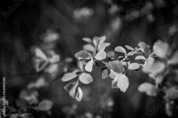 Obraz black and white