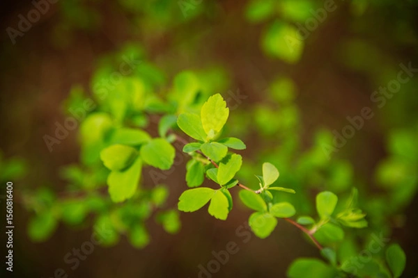 Obraz green leaves background