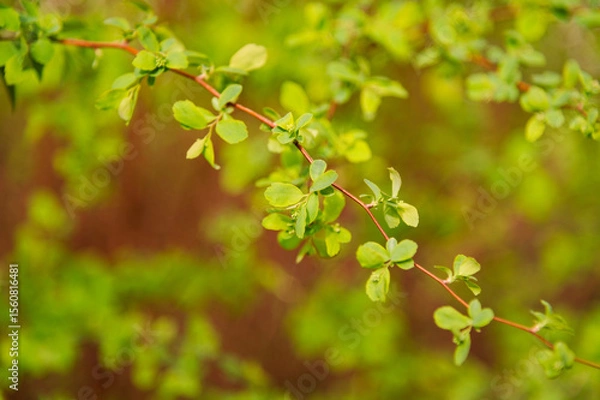 Obraz green leaves in spring