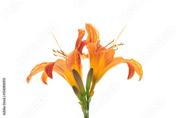 Obraz Orange with red tint garden lilies