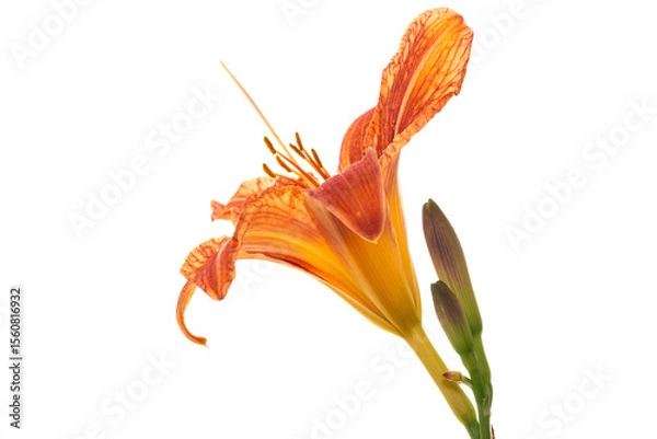 Obraz Flower arrangement of orange lilies without background