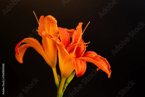 Obraz Beautiful bouquet of orange lilies on black background