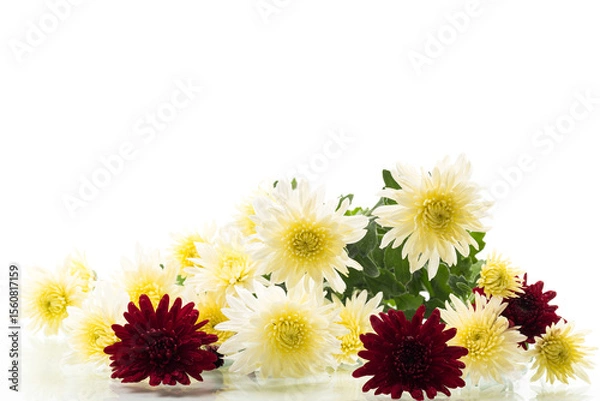 Obraz white background with bright chrysanthemums