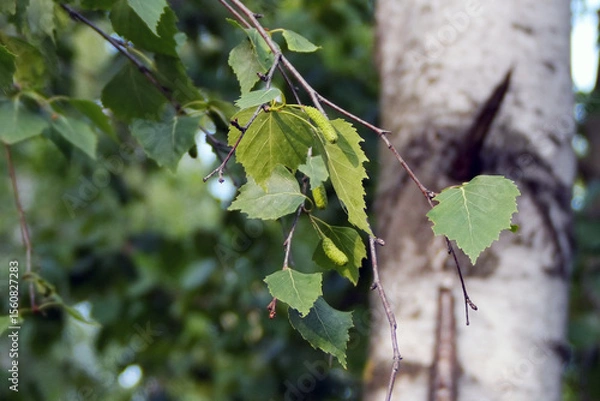 Fototapeta birch leaves in spring