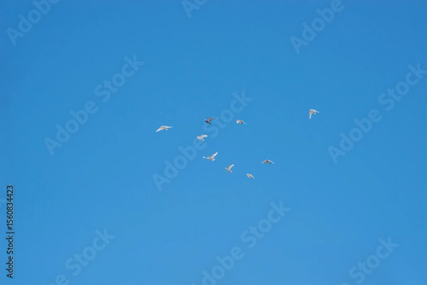 Fototapeta Group of birds in flight in the air.