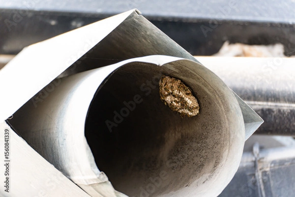 Fototapeta The nest of European paper wasp (Polistes dominula) in the form of a single open honeycomb,  built in a tin pipe, the number of wasps in such nests is small.