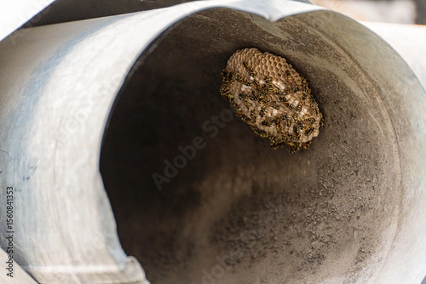 Fototapeta The nest of European paper wasp (Polistes dominula) in the form of a single open honeycomb,  built in a tin pipe, the number of wasps in such nests is small, close-up.