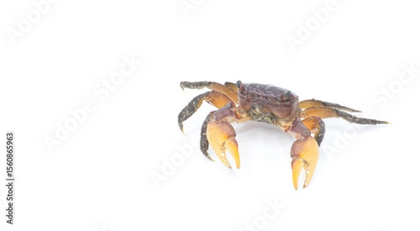 Fototapeta purple marsh crab - Sesarma reticulatum - is a crab species native to the salt and brackish water marshes of the eastern United States isolated on white background