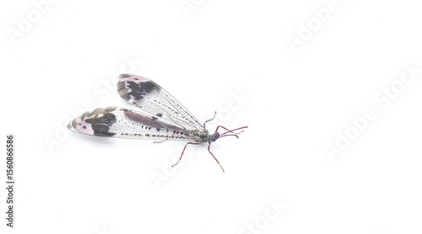 Fototapeta pleasing picture winged antlion ant lion, scientifically known as Glenurus gratus, is a type of antlion found in North America. Isolated on white background with copy space
