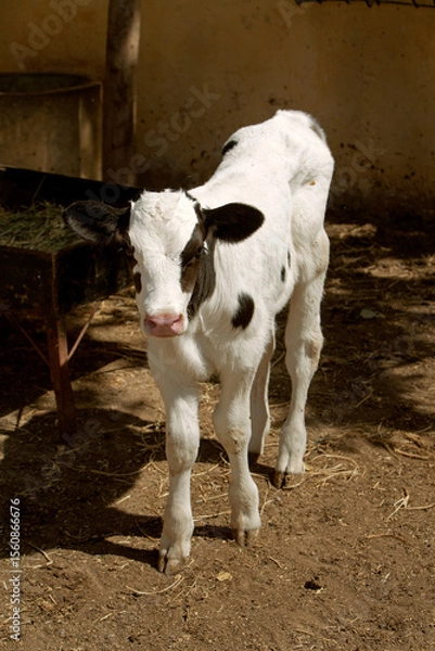 Fototapeta the photo of the calf is in black and white. The topic of animal husbandry and farming	