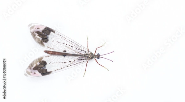 Fototapeta pleasing picture winged antlion ant lion, scientifically known as Glenurus gratus, is a type of antlion found in North America. Isolated on white background with copy space