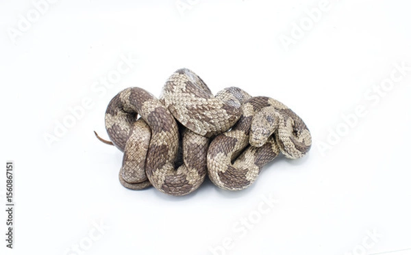 Fototapeta Eastern or gray ratsnake - Pantherophis spiloides or alleghaniensis is a nonvenomous constrictor snake native to North America. It's one of the longest snakes in the continent. Isolated on white
