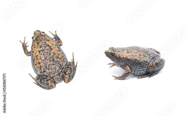Fototapeta Gastrophryne carolinensis, the eastern narrow mouthed toad, is a species of frog. It is a small amphibian found in damp, shady habitats. Isolated on white background with copy space