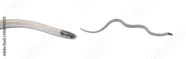 Fototapeta Central Florida Crowned Snake - Tantilla relicta neilli - a small slender snake that is tan or light brown with a black head, chin, and back of neck. A light spot occurs on each side of the lower neck
