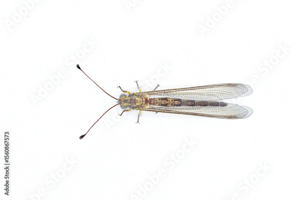Fototapeta Appendicular Owlfly owl fly - Ascaloptynx appendiculatus - with long, clubbed antennae and large, bulging eyes. is a  predator, with both adults and larvae feeding on other insects or bugs. isolated
