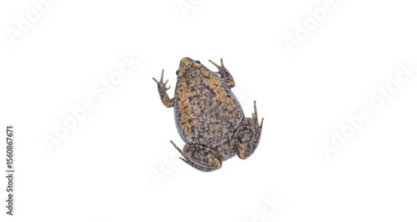 Fototapeta Gastrophryne carolinensis, the eastern narrow mouthed toad, is a species of frog. It is a small amphibian found in damp, shady habitats. Isolated on white background with copy space